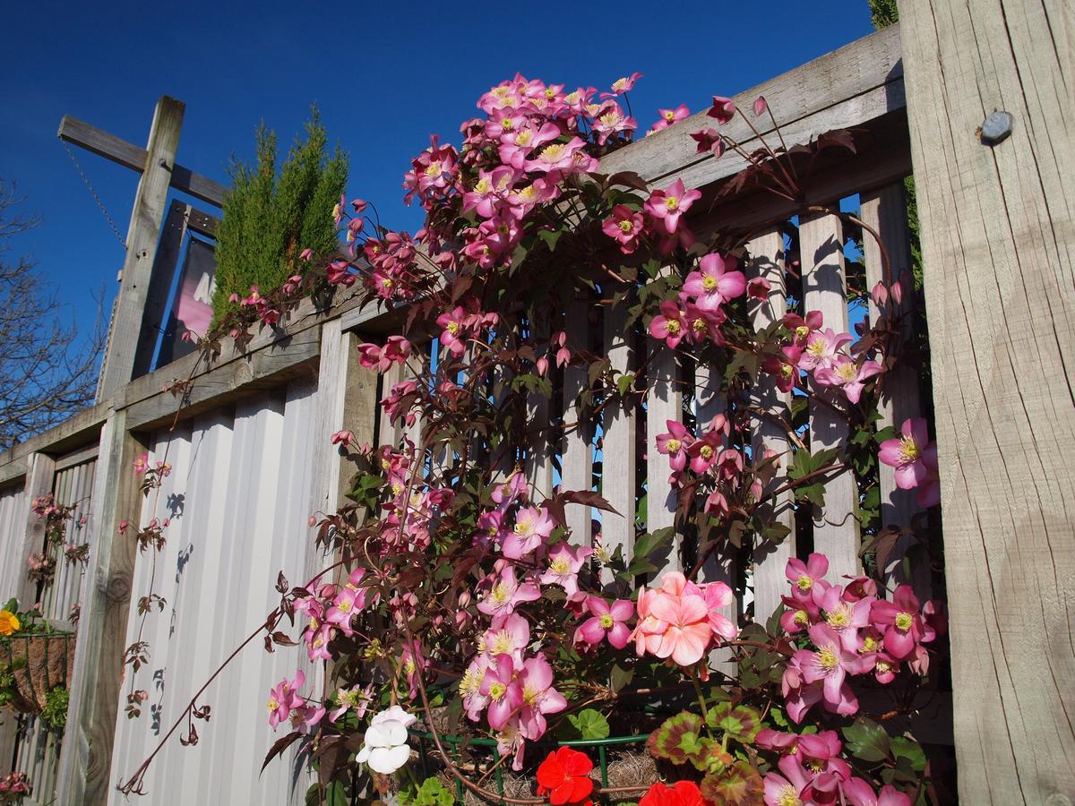 Annies Nirvana Lodge Backpackers Takaka Εξωτερικό φωτογραφία